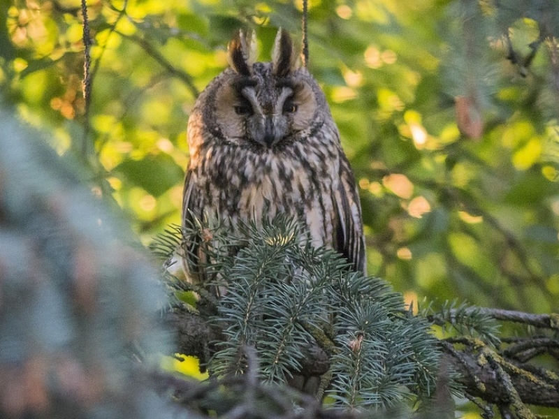 Ransuil tijdens vogelexcursie Wageningen vogels kijken