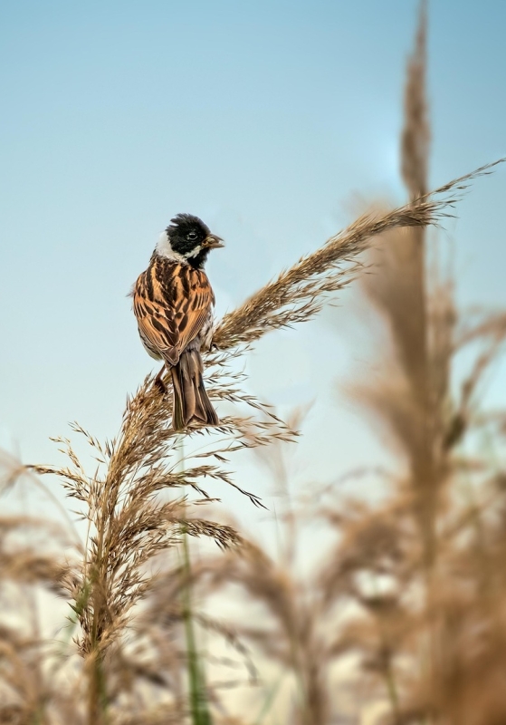 Rietgors man op rietpluim tijdens vogels spotten