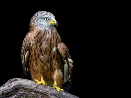 Rode Wouw vogelreis Vogezen vogels spotten