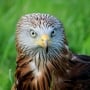 Rode Wouw vogels spotten Vogezen reis