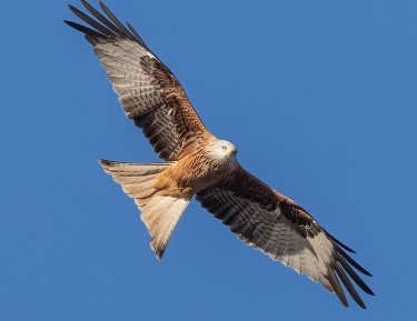 Rode Wouw Vogezen vogelreis vogels spotten