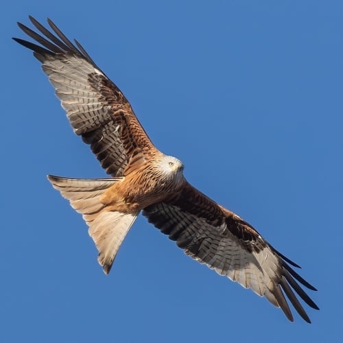 Rode Wouw Vogezen vogelreis vogels spotten