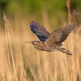 Roerdomp Biesbosch vogels spotten vogelexcursie