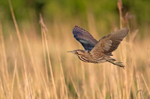 Roerdomp Biesbosch vogels spotten vogelexcursie