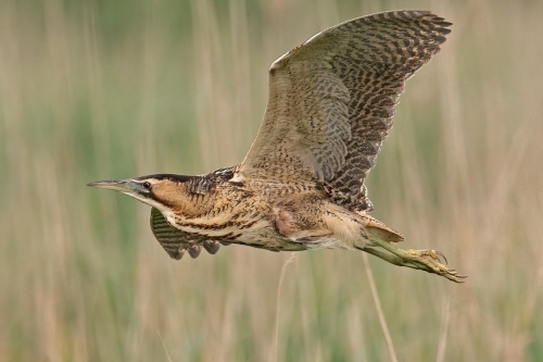 Roerdomp excursie Biesbosch Vogelwachter Adriaan vogels kijken