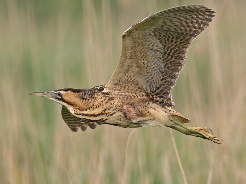 Roerdomp excursie Biesbosch Vogelwachter Adriaan vogels kijken