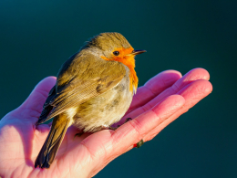 Vogels Spotten vogels kijken excursie vogelringstation