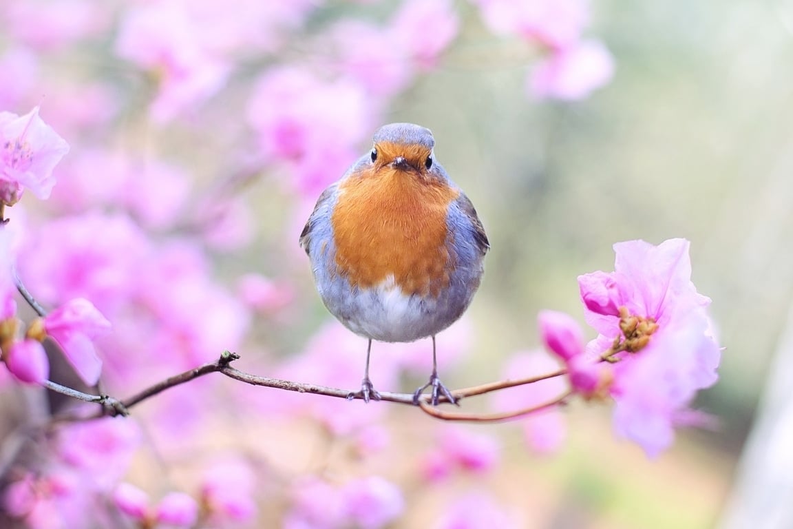 Roodborst voorjaar cursus