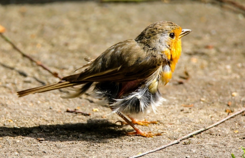 Roodborstje ruiend vogels kijken vogelspotten
