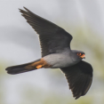 Roodpootvalk vogelexcursie vogels kijken