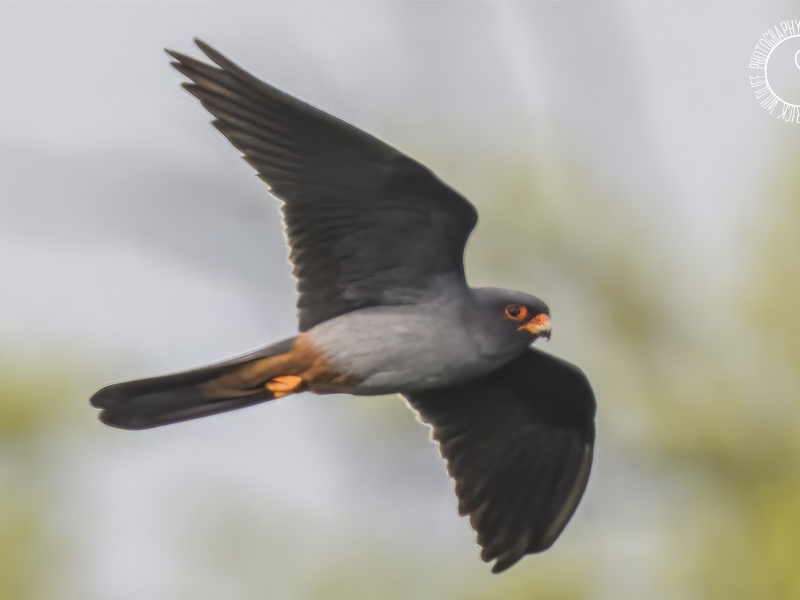 Roodpootvalk vogelexcursie vogels kijken