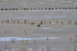 Rotgans op Texel op het wad vogels kijken vogelexcursie