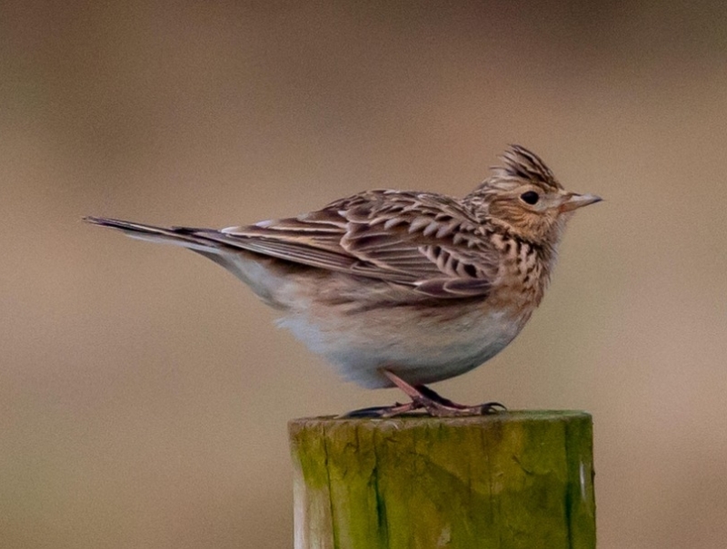 Skylark Veldeeuwerik vogels spotten