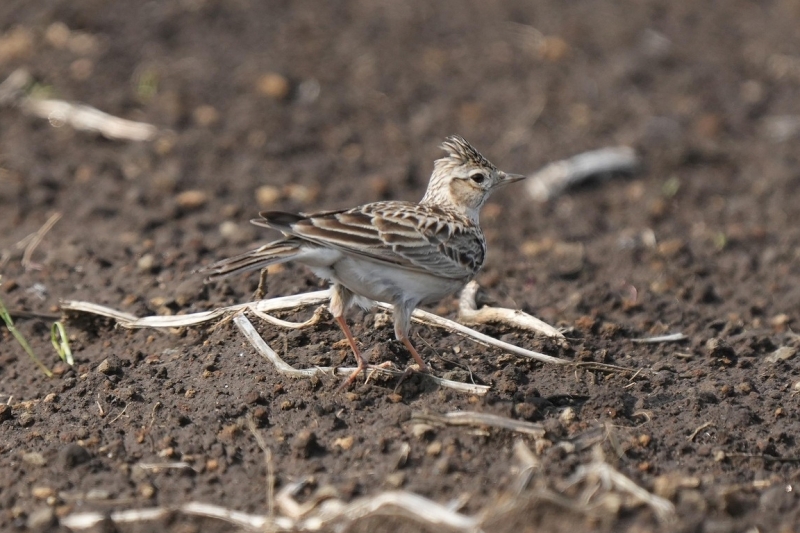 Skylark Veldeeuwerik vogels spotten