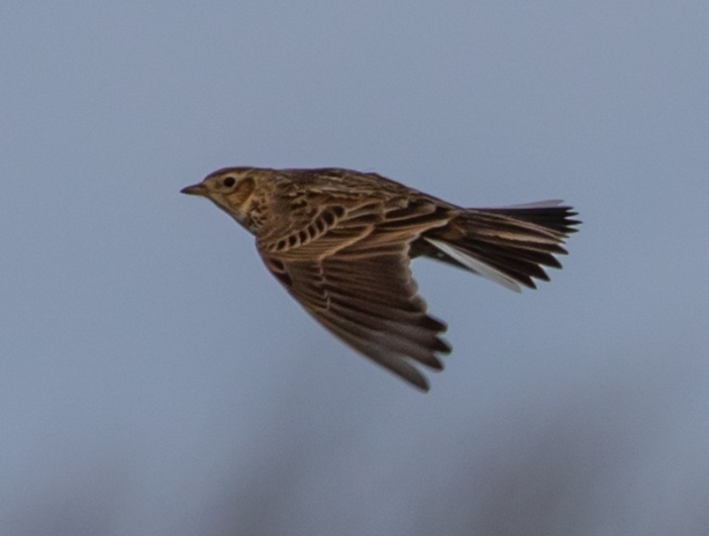 Skylark Veldeeuwerik vogels spotten