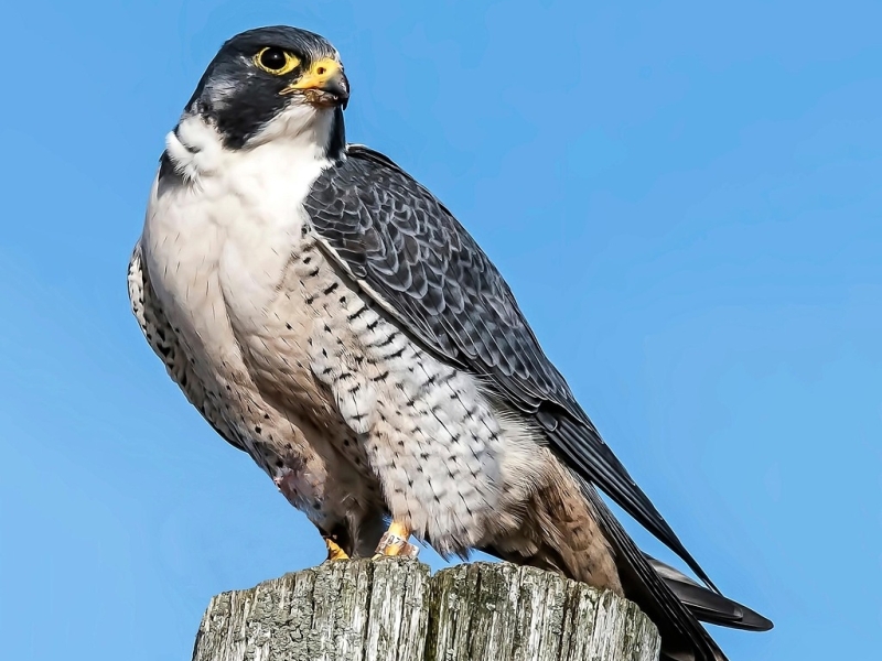 Vogelwijsheid - De Slechtvalk: Als blijven geen rust meer brengt Vitamine V