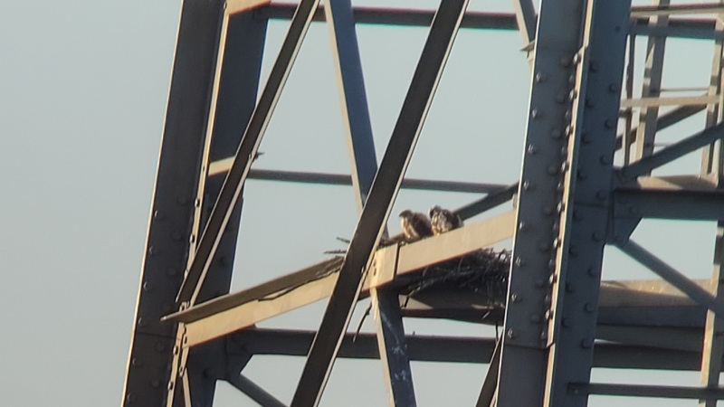 Slechtvalken in nest Biesbosch tijdens vogelexcursie