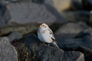 Sneeuwgors Zee.land Zuid Holland vogelexcursie vogels spotten