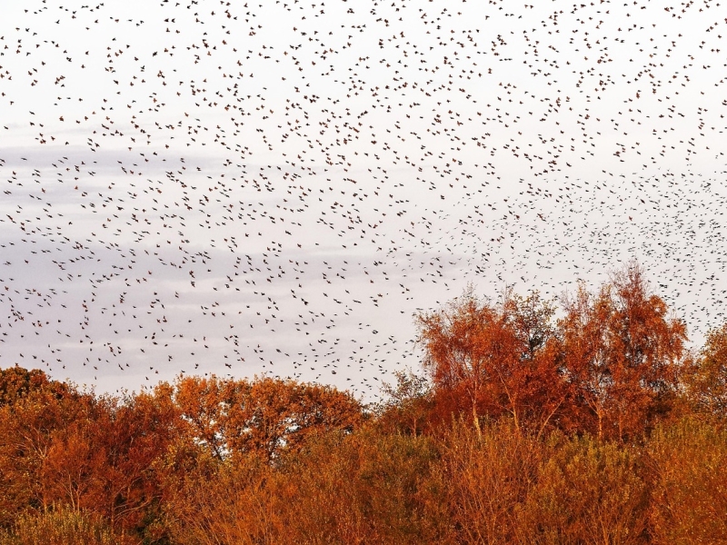 Vogelwijsheid – De Spreeuw: Afstemming in het moment Vitamine V