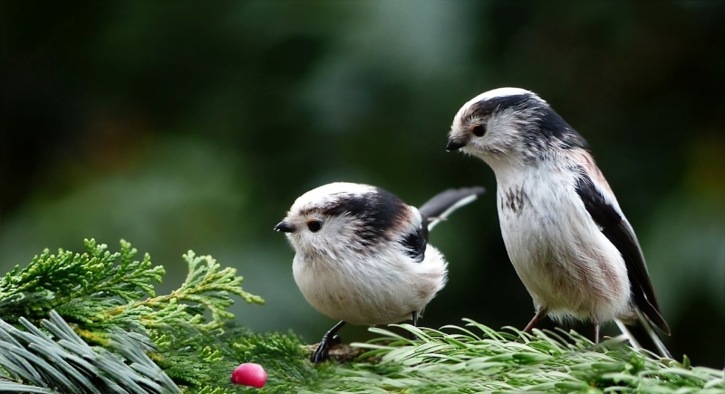 Staartmezen zijn meestal in groepjes