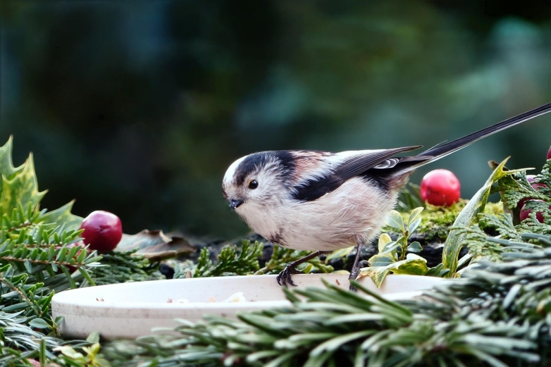 Staartmees bij voer in kerstsferen