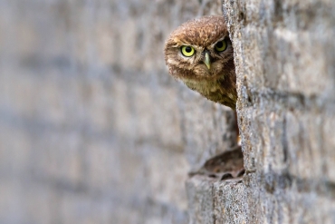 Steenuil vogelexcursie vogels kijken vogels spotten Amersfoort