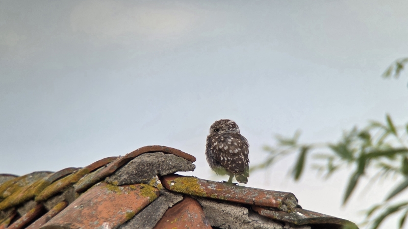 Steenuil tijdens vogelexcursie Vogelexcursie vogels spotten Polder Arkemheen steenuil
