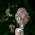 Steenuil tijdens vogelexcursie vogels kijken