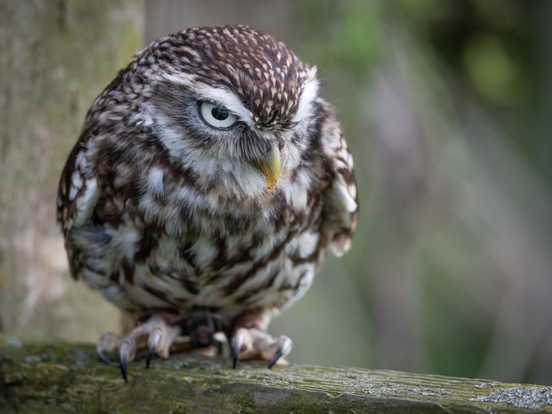 Steenuil tijdens vogelexcursie Wageningen Vogels kijken