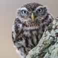 Steenuil vogelexcursie vogels spotten