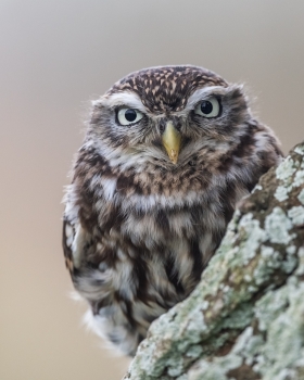 Steenuil vogelexcursie vogels spotten
