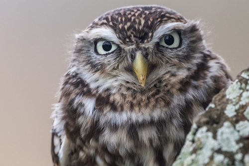 Steenuil vogelexcursie vogels spotten