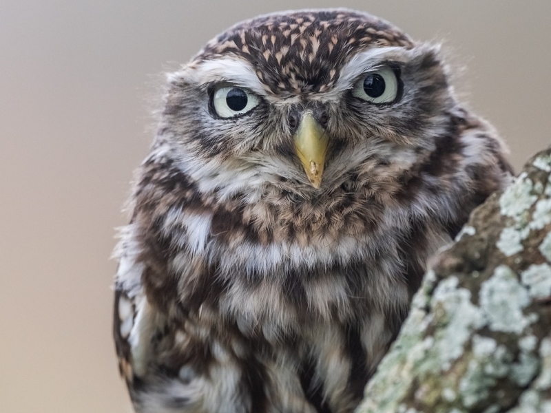 Steenuil vogelexcursie vogels spotten