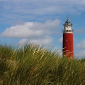 Texel vogels kijken bij de vuurtoren