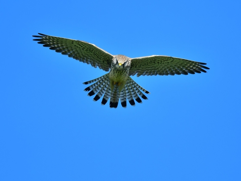 Vogelwijsheid – De Torenvalk: Blijven bij één punt Vitamine V