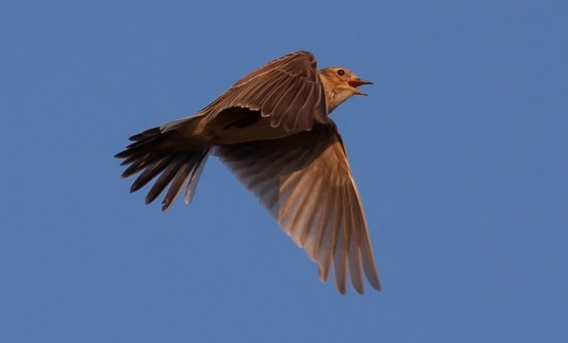 Veldleeuwerik Drenthe vogels kijken