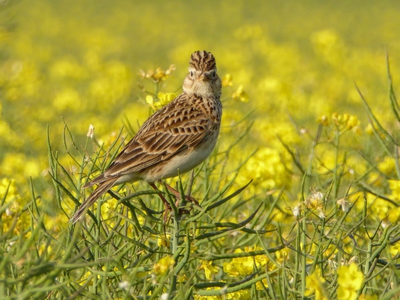 Veldleeuwerik tijdens vogelexcursie vogels kijken