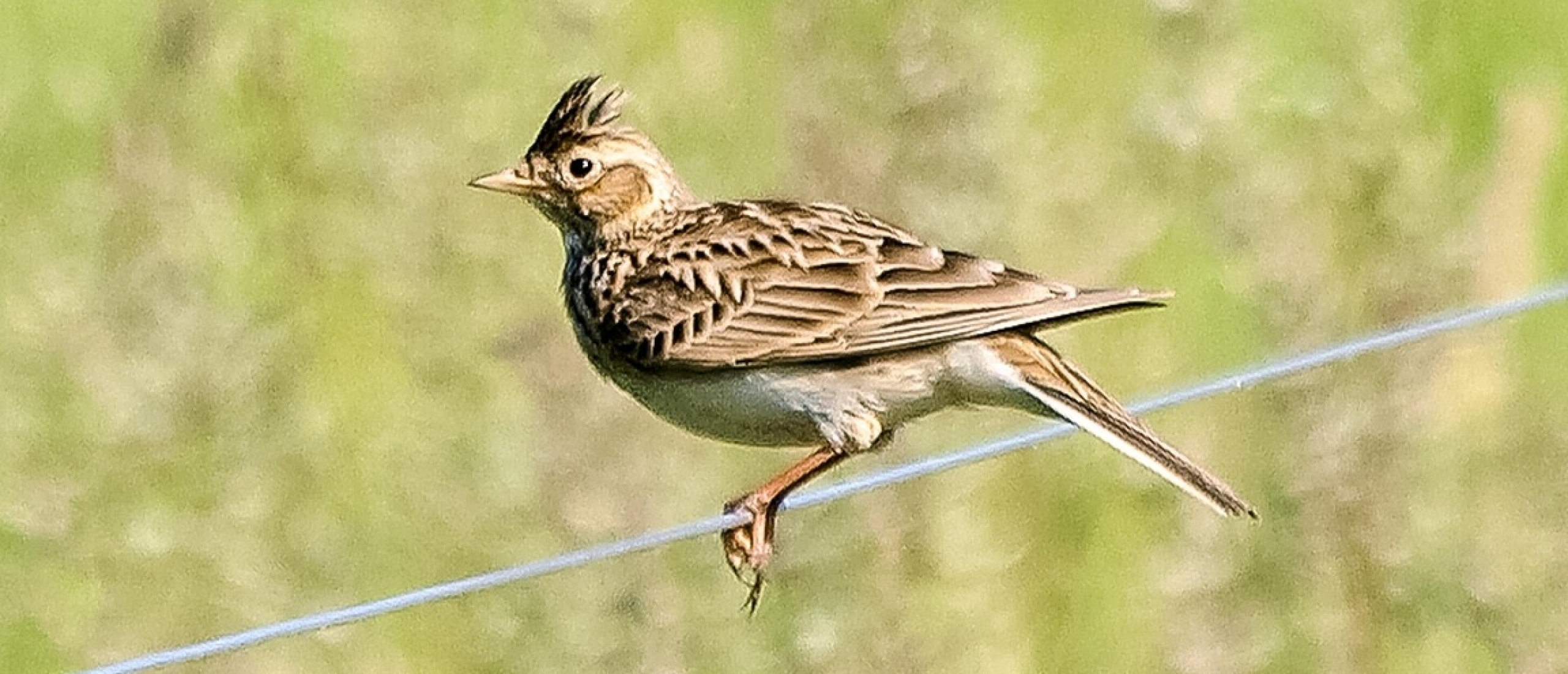 Veldleeuwerik tijdens vogels kijken Veldleeuwerik tijdens vogels kijken