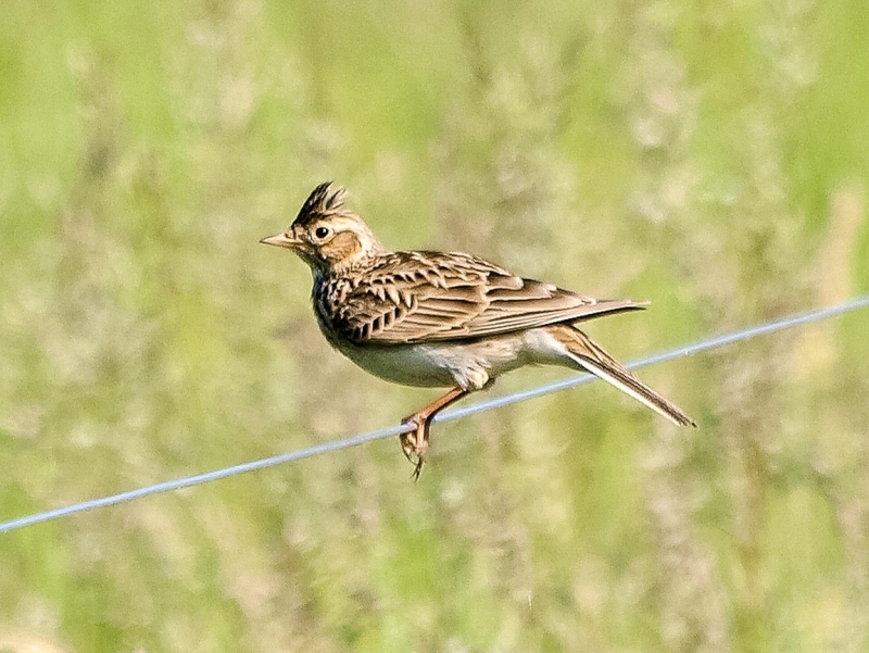 Veldleeuwerik tijdens vogels kijken