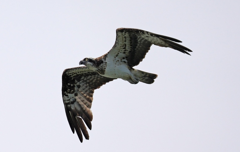 Visarend vogels kijken Biesbosch vogels spotten