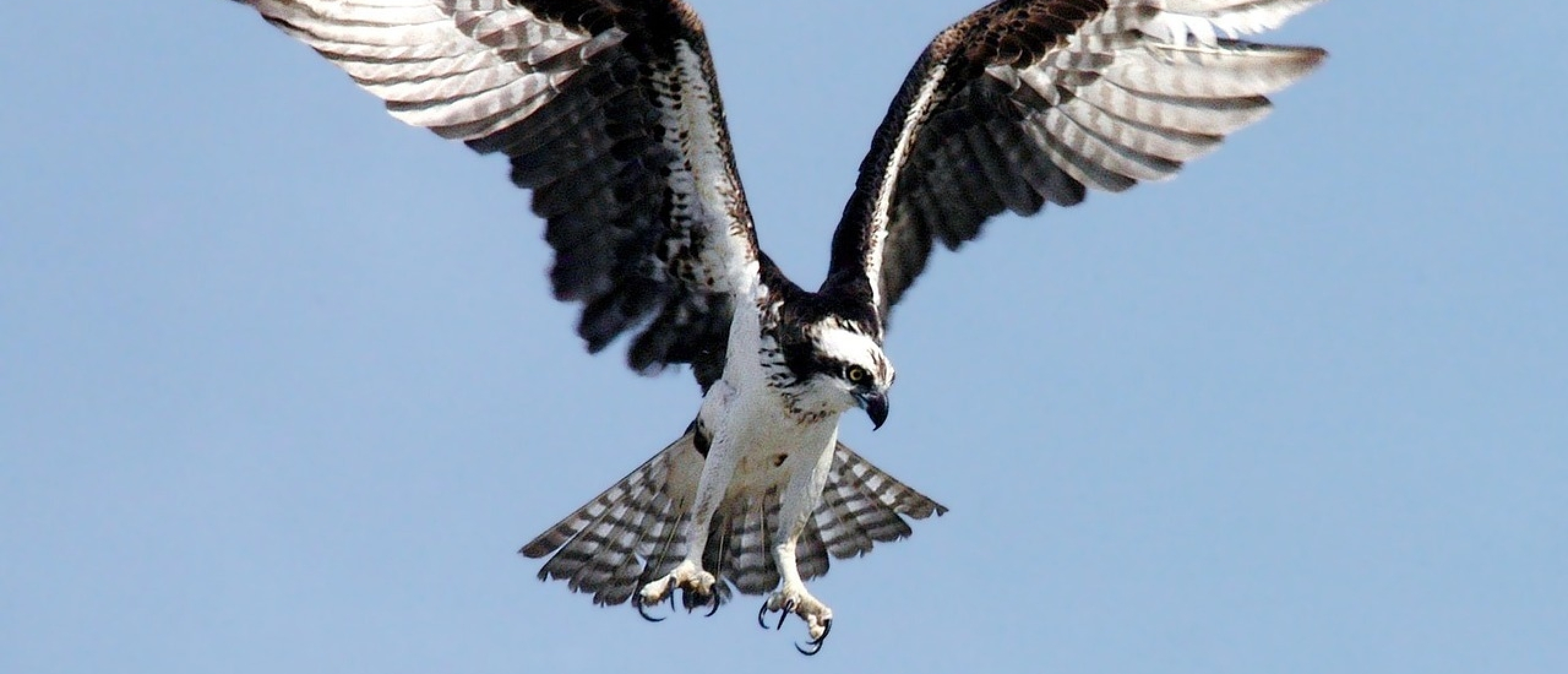 Visarend Biesbosch vogels spotten vogelexcursie