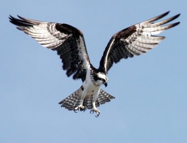 Visarend Biesbosch vogels spotten vogelexcursie
