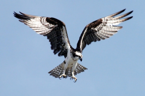 Visarend Biesbosch vogels spotten vogelexcursie
