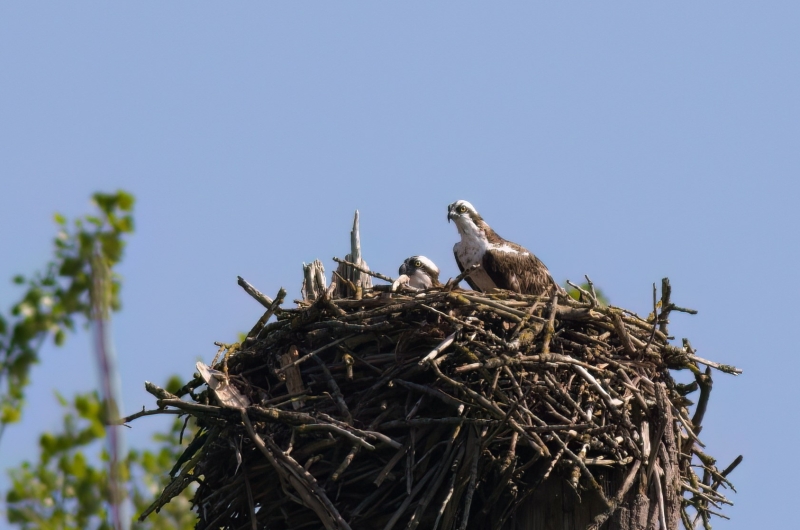 visarend-biesbosch-op-nest-vogels-spotten-teamuitje