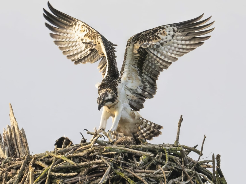 Visarend op nest foto Rick ter Horst vogelexcursie Vogelwachter Adriaan