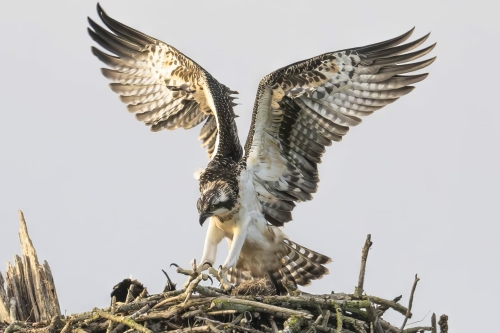 Visarend op nest Biesboch tijdens vogelexcursie