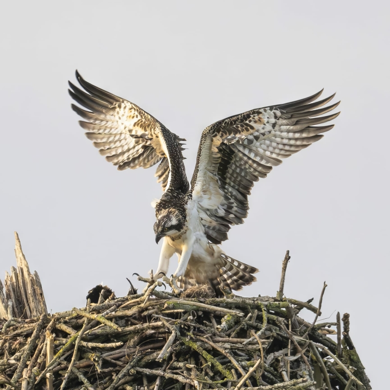 Visarend op nest Biesboch tijdens vogelexcursie