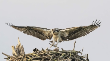 Visarend vogels kijken Biesbosch vogels spotten