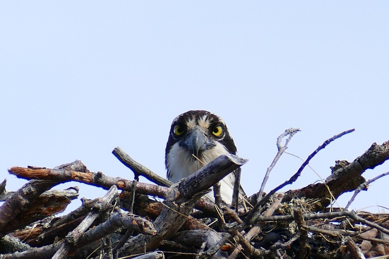 visarend-biesbosch-op-nest-vogels-spotten-teamuitje