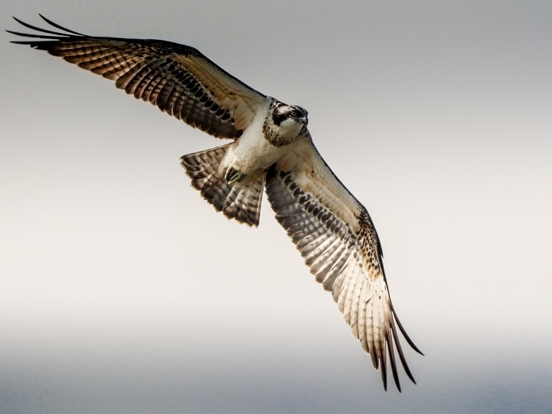 Visarend varen en vogels kijken in de Biesbosch